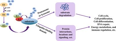 Ubiquitination as an Important Host-Immune Response Strategy in Penaeid Shrimp: Inferences From Other Species